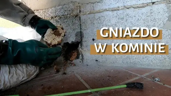 Jak usunąć gniazdo kawek z komina bez łamania prawa i ryzyka